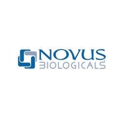 Novus