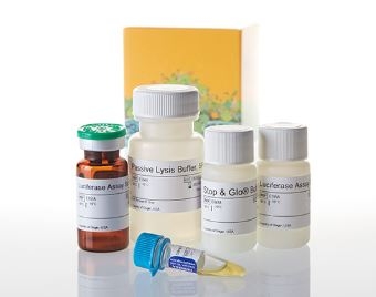 Dual-Luciferase® Reporter Assay System ( Firefly & Renilla )
