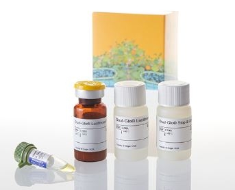 Dual-Glo® Luciferase Assay System ( Firely & Renilla )