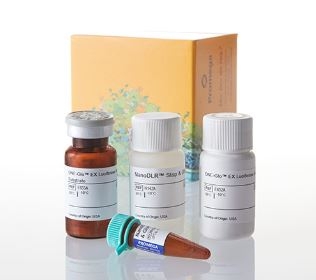 Nano-Glo® Dual-Luciferase® Reporter Assay System ( Firefly & NanoLuc )